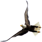 Eagle Speak