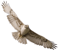 Hawk Speak
